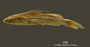 Pimelodella griffini FMNH 57974 holo lat